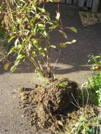 Uprooted shrub