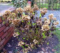 Hydrangea Pruning