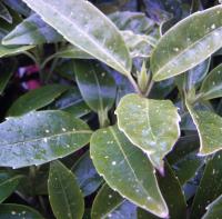 Spotted Laurels and How to Prune Them