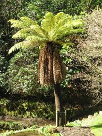 Dicksonia antarctic or tree fern