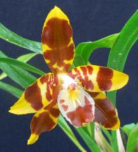 An Introduction to Orchids - Part 1