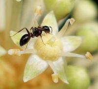 Ant on a flower
