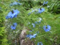 June: It's Time for 'Love-in-a-mist'