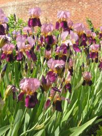 Dividing Irises to Improve Flowering