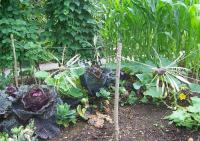 Vegetable garden