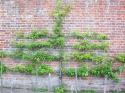 Glossary item image for Espalier