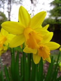 Thinking of Buying Daffodils?
