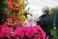 Flowers on show in marquee