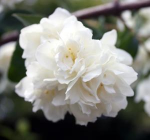 Philadelphus, or Mock Orange