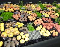 Potatoes display stand at RHS Chelsea 2015