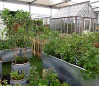 Greenhouse and allotment
