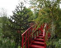 The Trailfinders 'Undiscovered Latin America' Garden at the RHS Chelsea Flower Show 2019