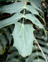 Mahonia leaf