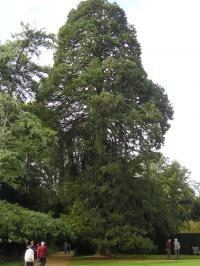 Giant Redwood - Sequoiadendron giganteum Giant Redwood - Sequoiadendron giganteum
