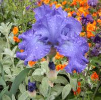 Bearded iris - Iris 'Mer du Sud' Bearded iris - Iris 'Mer du Sud'