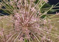 Ornamental Onion - Allium schubertii Ornamental Onion - Allium schubertii