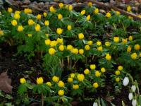 Winter Aconite - Eranthis hyemalis Winter Aconite - Eranthis hyemalis