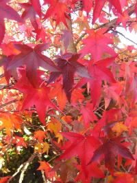 Sweet Gum - Liquidamber styraciflua Sweet Gum - Liquidamber styraciflua