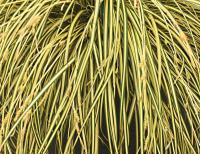 Japanese Sedge - Carex oshimensis 'Evergold' Japanese Sedge - Carex oshimensis 'Evergold'