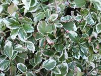 Evergreen bittersweet - Euonymus fortunei 'Emerald Gaiety' Evergreen bittersweet - Euonymus fortunei 'Emerald Gaiety'