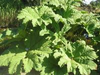 Gunnera - Gunnera manicata Gunnera - Gunnera manicata