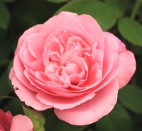 Rose  - Rosa  'Gertrude Jekyll' (Ausbord) (PBR)