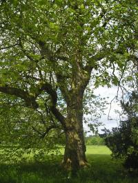London Plane - Platanus x hsipanica London Plane - Platanus x hsipanica
