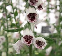Foxglove - Digitalis purpurea 'Pam's Choice' Foxglove - Digitalis purpurea 'Pam's Choice'