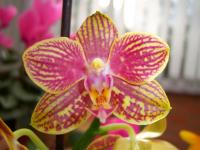 Moth Orchid - Phalaenopsis Moth Orchid - Phalaenopsis