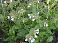 White Lungwort - Pulmonaria officinalis 'Sissinghurst White'