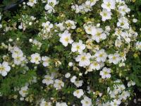 White Flowered Cinquefoil - Potentilla fruticosa 'Abbotswood'