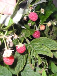 Raspberry 'Autumn Bliss' - Rubus idaeus 'Autumn Bliss' Raspberry 'Autumn Bliss' - Rubus idaeus 'Autumn Bliss'