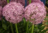 Ornamental onion - Allium 'Globemaster' Ornamental onion - Allium 'Globemaster'