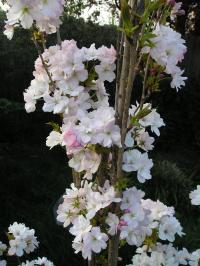 Beanpole Cherry - Prunus ‘Amanogawa’ Beanpole Cherry - Prunus ‘Amanogawa’