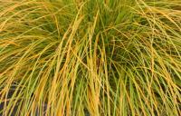 Sedge - Carex testacea Sedge - Carex testacea