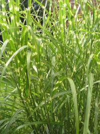 Zebra Grass - Miscanthus sinensis 'Zebrinus' Zebra Grass - Miscanthus sinensis 'Zebrinus'