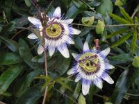 Blue Passion Flower - Passiflora caerulea Blue Passion Flower - Passiflora caerulea