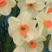 Tazetta daffodil - Narcissus 'Geranium' Tazetta daffodil - Narcissus 'Geranium'