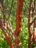 Tibetan Cherry - Prunus serrula Tibetan Cherry - Prunus serrula