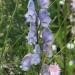 Monkshood - Aconitum  'Stainless Steel'