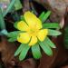Winter Aconite - Eranthis hyemalis Winter Aconite - Eranthis hyemalis