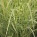 Eulalia 'Variegatus' - Miscanthus sinensis 'Variegatus' Eulalia 'Variegatus' - Miscanthus sinensis 'Variegatus'