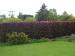Copper Beech - Fagus sylvatica f.purpurea Copper Beech - Fagus sylvatica f.purpurea