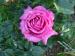 Rose (shrub) - Rosa  'Chartreuse De Parme' (Delviola)