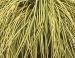 Japanese Sedge - Carex oshimensis 'Evergold' Japanese Sedge - Carex oshimensis 'Evergold'
