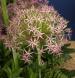 Star of Persia - Allium cristophii Star of Persia - Allium cristophii