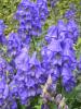 Monkshood Aconite - Aconitum carmichaelii 