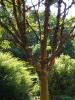 Paperbark Maple - Acer griseum Paperbark Maple - Acer griseum