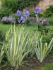 Iris pallida 'Aurea Variegata' - Iris pallida 'Aurea Variegata' Iris pallida 'Aurea Variegata' - Iris pallida 'Aurea Variegata'