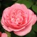 Rose  - Rosa  'Gertrude Jekyll' (Ausbord) (PBR)